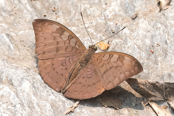 Tanaecia jahnu-6429 - Doi-Suthep - 14/03/23