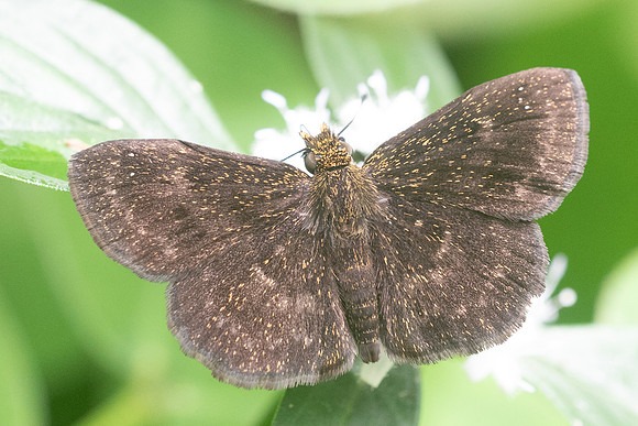 Staphylus manx-1031