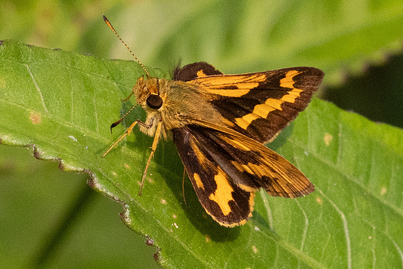 Potanthus nesta-2096  - Chiang Dao - 18/03/24