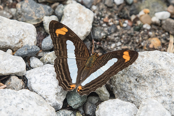 Adelpha iphiclus -  Rio Claro - 10/05/19
