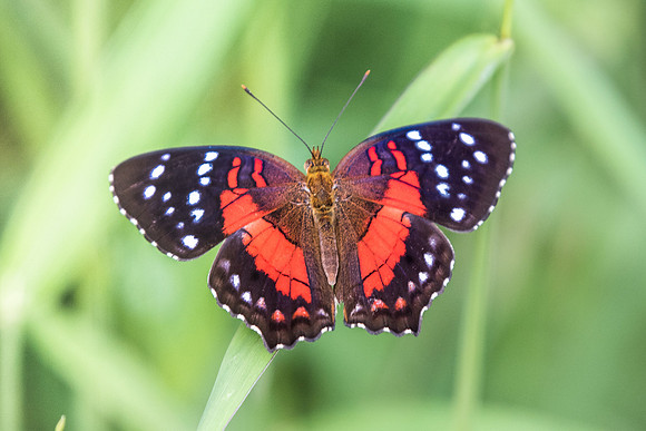 Anartia amathea