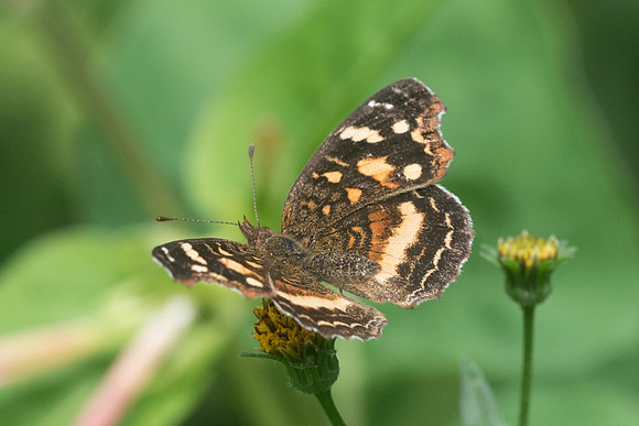 Anthanassa drusilla drusilla