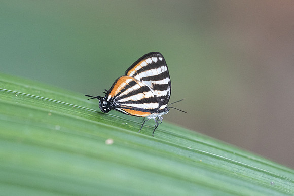 Arawacus lincoides - Bucaramanga - 13/05/19