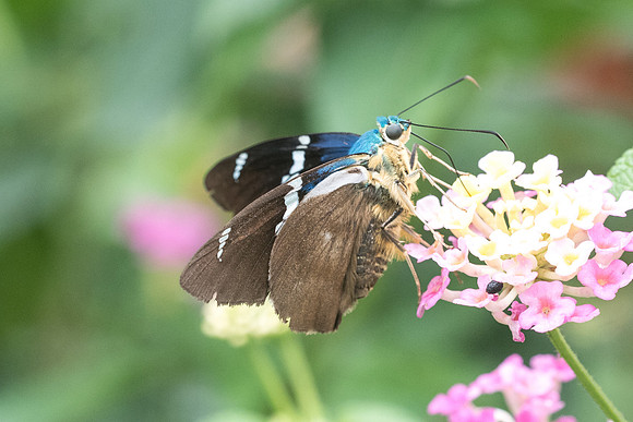 Astraptes fulgerator