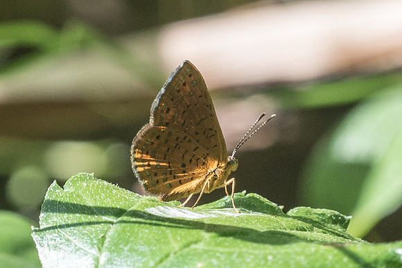 Calephelis sp
