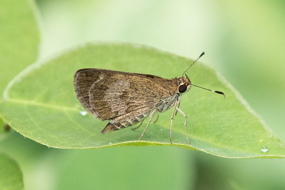 Callimormus saturnus