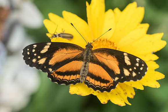 Castilia eranites ♀