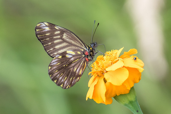 Catasticta ctemene rubricata- Salento - 6/05/19