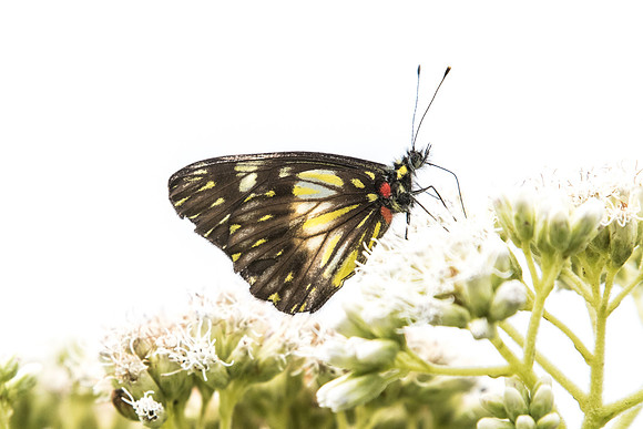 Catasticta notha caucana ou ctemene - Salento - 5/06/19