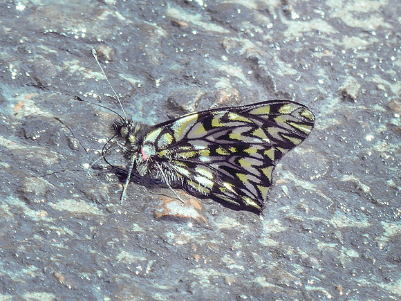 Archonias philoscia incertina -Bogota-Mai 19