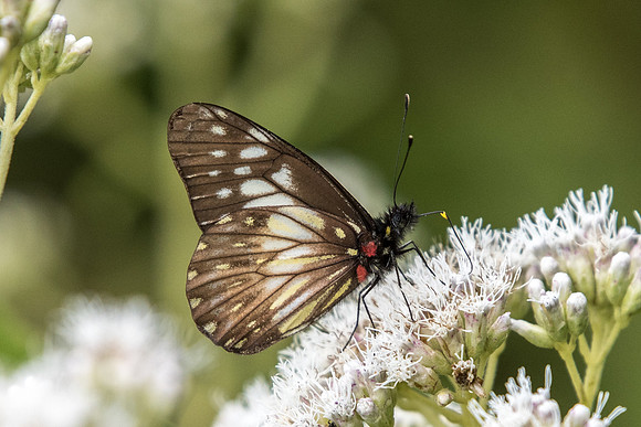 Catasticta prioneris albescens