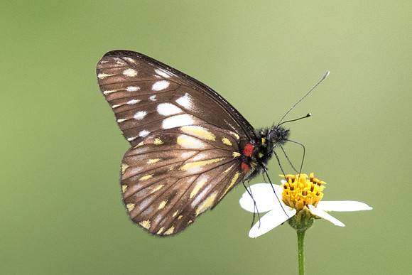 Catasticta prioneris albescens  - Salento - 6/05/19