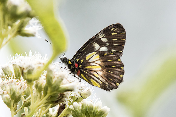 Catasticta sisamnus sisamnus