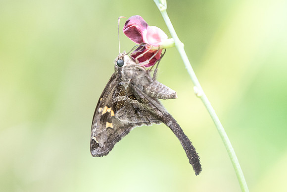Chioides catillus