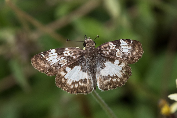 Chiomara asychis simon