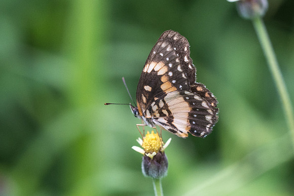 Chlosyne lacinia - Mariquita - 8/05/19