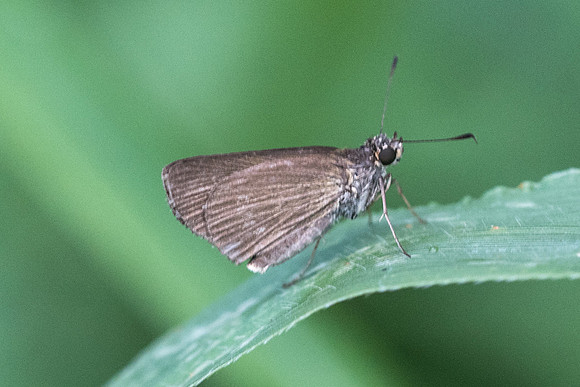 Cobalopsis miaba