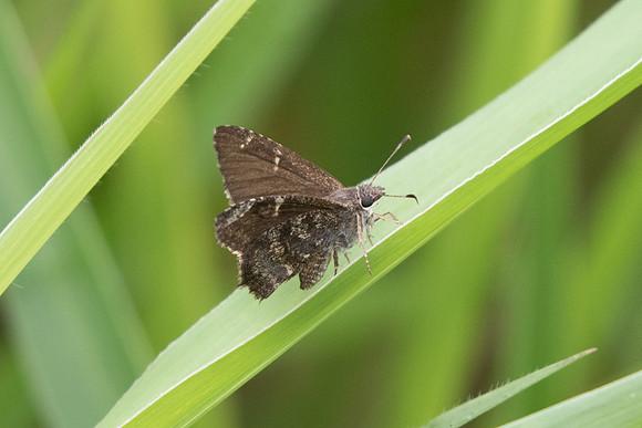 Cogia calchas