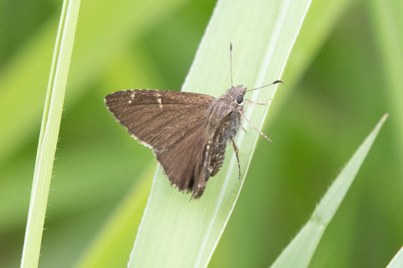 Cogia calchas