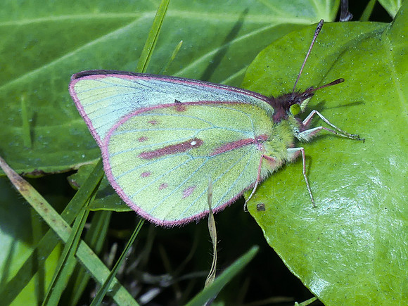 Colias dimera - Bogota - 30/04/19