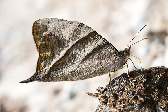 Corades enyo almo - Salento - 6/05/19