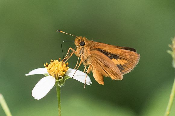 Corticea mendica schwarzi