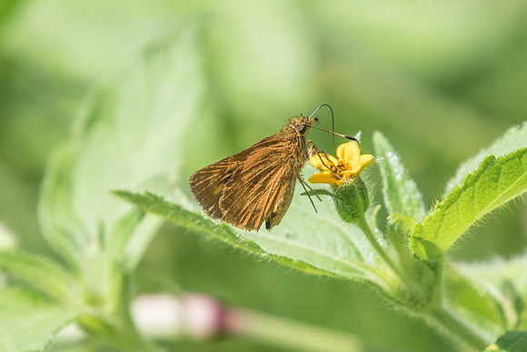 Corticea mendica schwarzi