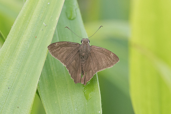 Cymaenes odilia