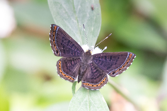 Detritivora barnesi