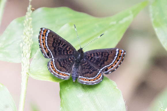 Detritivora barnesi