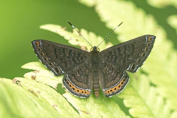 Detritivora barnesi