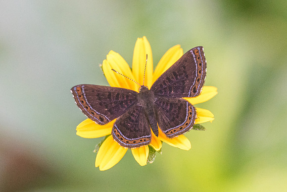 Detritivora gynaea