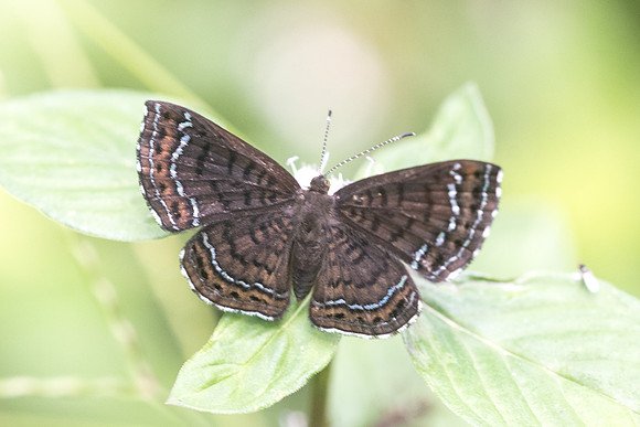 Calephelis iris - 1035 - Bucaramanga -  13/05/19