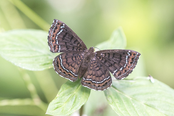 Calephelis iris - Bucaramanga - 13/05/19