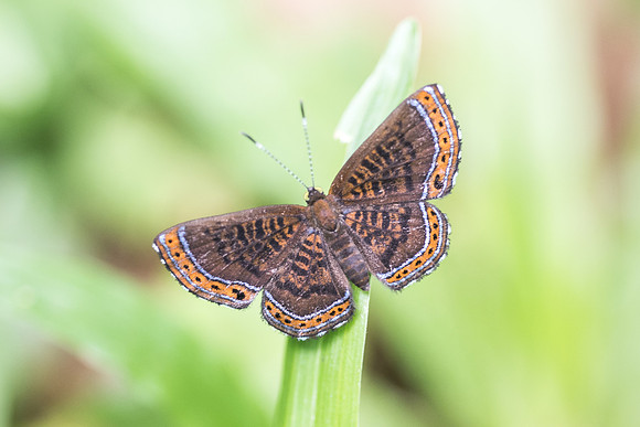 Detritivora hermodora - 3066
