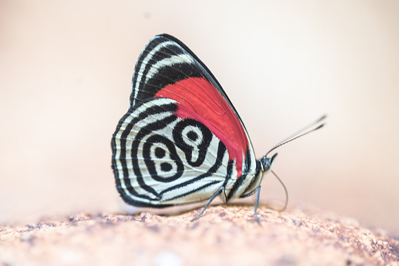 Diaethria clymena marchalii - Rio Claro - 10/05/19