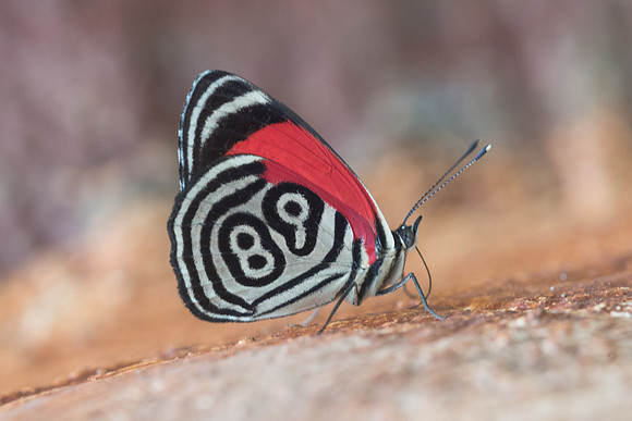 Diaethria clymena marchalii - Rio Claro - 10/05/19