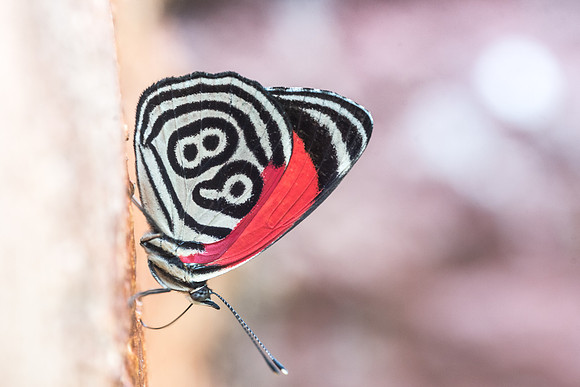 Diaethria clymena marchalii - Rio Claro - 10/05/19