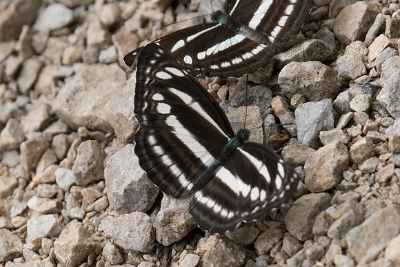 Neptis clinia-2399 Chiang Dao 11/03/23