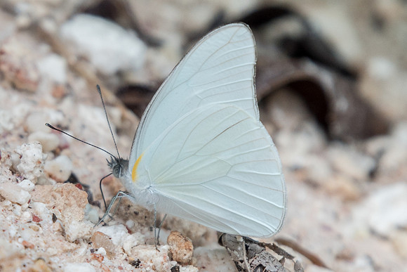 Glutophrissa drusilla-0874