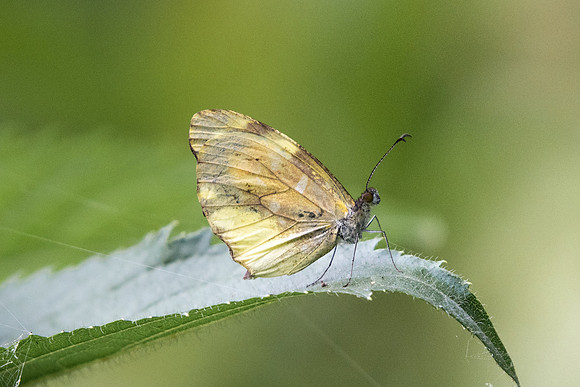 Dismorphia mirandola discoloria
