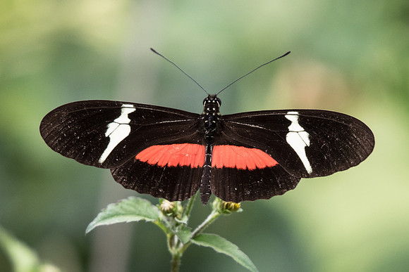 Heliconius clysonymus