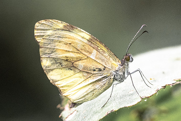 Dismorphia mirandola discoloria