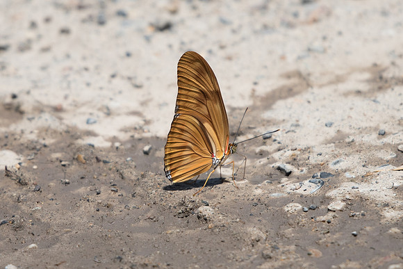 Dryas iulia