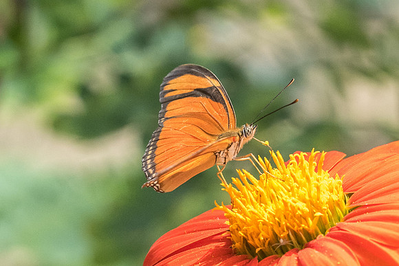 Dryas iulia