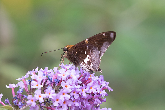 Epargyreus exadeus cruza