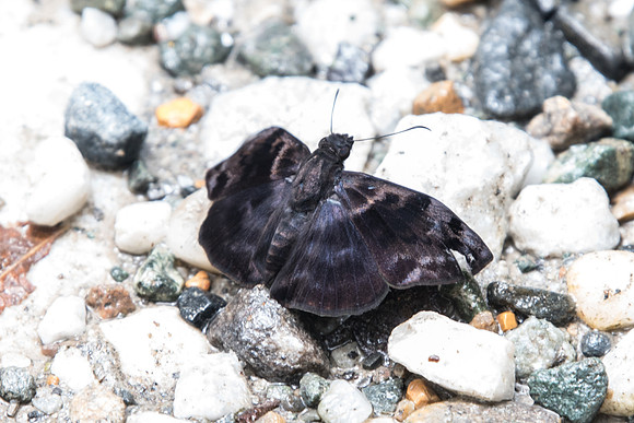 Ebrietas evanidus