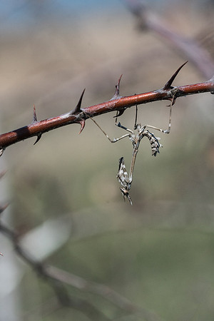 Empusa-6892