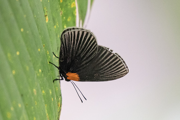Hades noctula - Bucaramanga - 13/05/19