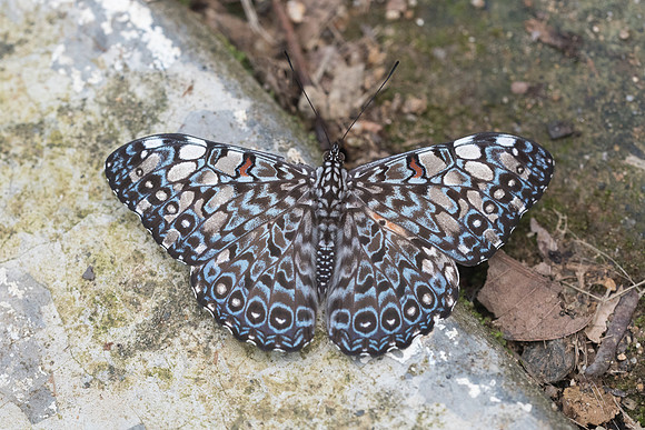 Hamadryas feronia
